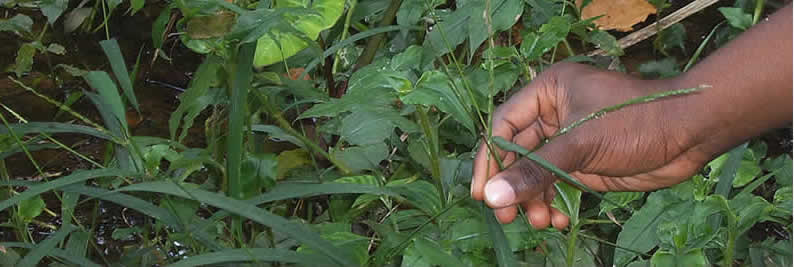 Wild Rice Conservation Image
